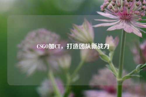 CSGO加CT，打造团队新战力