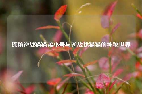 探秘逆战猫猫弟小号与逆战找猫猫的神秘世界