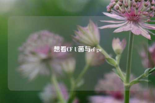 想看CF U菌与cf go