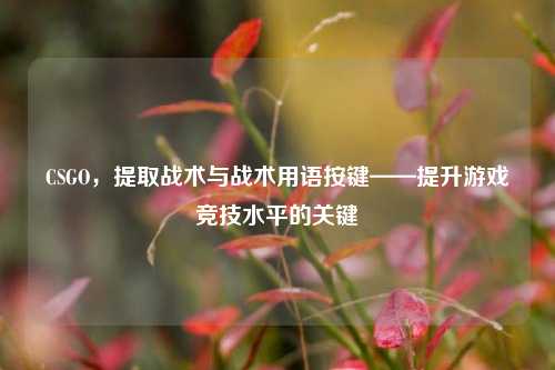 CSGO，提取战术与战术用语按键——提升游戏竞技水平的关键